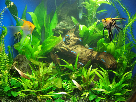 50 gallon Pentagon Close up